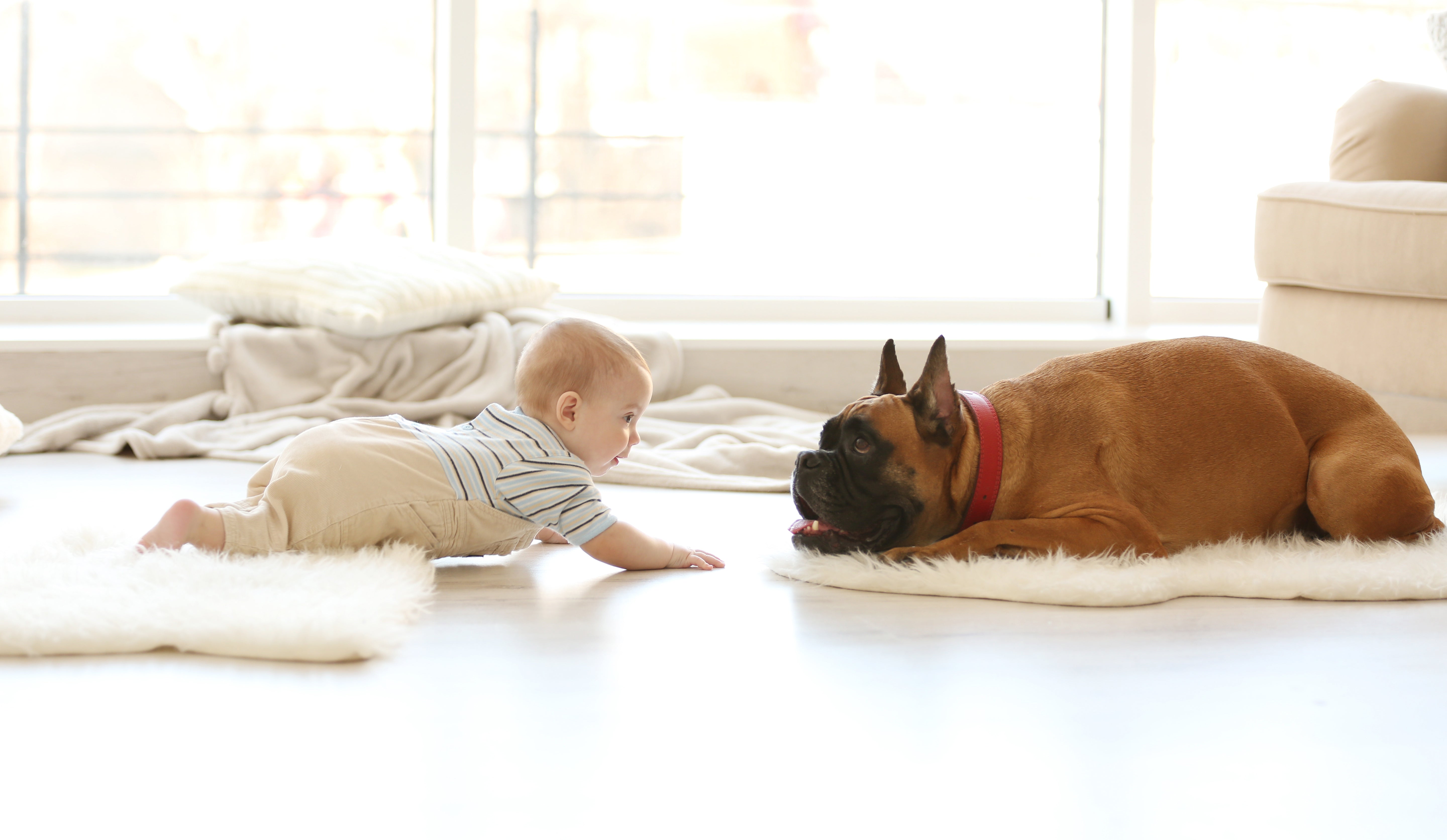 How to Introduce Pets to Your New Baby